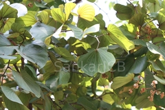Bauhinia foveolata